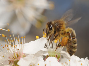 polen-de-abejas-contra-el-colesterol-alto